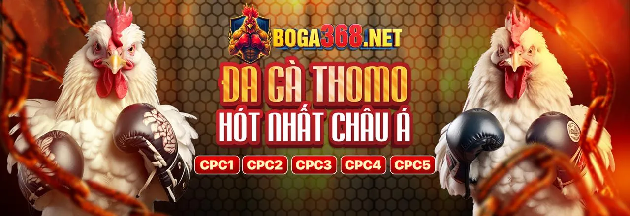 Đá gà Thomo Campuchia – Tin tức mới nhất về các trận đấu trực tiếp