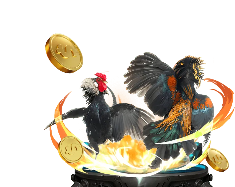 Mẹo cá cược đá gà Thomo Campuchia